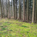 Odenwald Retreat 2026