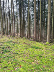 Odenwald Retreat 2026